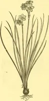 An illustration from Flore pittoresque de la France : anatomie, physiologie, classification, description des plantes indigènes et cultivées au point de vue de l'agriculture, de l'horticulture et de la sylviculture / publiée sous la direction de J. Rothschild. (1885)