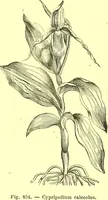 An illustration from Flore pittoresque de la France : anatomie, physiologie, classification, description des plantes indigènes et cultivées au point de vue de l'agriculture, de l'horticulture et de la sylviculture / publiée sous la direction de J. Rothschild. (1885)