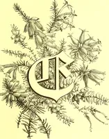 Picture 69 of 757 from Flore pittoresque de la France : anatomie, physiologie, classification, description des plantes indigènes et cultivées au point de vue de l'agriculture, de l'horticulture et de la sylviculture / publiée sous la direction de J. Rothschild. (1885), leaf 59