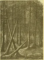 An illustration from Flore pittoresque de la France : anatomie, physiologie, classification, description des plantes indigènes et cultivées au point de vue de l'agriculture, de l'horticulture et de la sylviculture / publiée sous la direction de J. Rothschild. (1885)