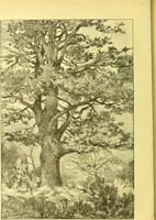 An illustration from Flore pittoresque de la France : anatomie, physiologie, classification, description des plantes indigènes et cultivées au point de vue de l'agriculture, de l'horticulture et de la sylviculture / publiée sous la direction de J. Rothschild. (1885)