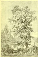 An illustration from Flore pittoresque de la France : anatomie, physiologie, classification, description des plantes indigènes et cultivées au point de vue de l'agriculture, de l'horticulture et de la sylviculture / publiée sous la direction de J. Rothschild. (1885)