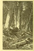 An illustration from Flore pittoresque de la France : anatomie, physiologie, classification, description des plantes indigènes et cultivées au point de vue de l'agriculture, de l'horticulture et de la sylviculture / publiée sous la direction de J. Rothschild. (1885)