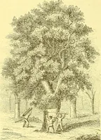 An illustration from Flore pittoresque de la France : anatomie, physiologie, classification, description des plantes indigènes et cultivées au point de vue de l'agriculture, de l'horticulture et de la sylviculture / publiée sous la direction de J. Rothschild. (1885)