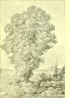 An illustration from Flore pittoresque de la France : anatomie, physiologie, classification, description des plantes indigènes et cultivées au point de vue de l'agriculture, de l'horticulture et de la sylviculture / publiée sous la direction de J. Rothschild. (1885)
