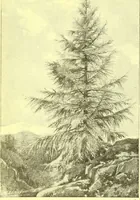 An illustration from Flore pittoresque de la France : anatomie, physiologie, classification, description des plantes indigènes et cultivées au point de vue de l'agriculture, de l'horticulture et de la sylviculture / publiée sous la direction de J. Rothschild. (1885)