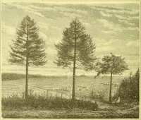 An illustration from Flore pittoresque de la France : anatomie, physiologie, classification, description des plantes indigènes et cultivées au point de vue de l'agriculture, de l'horticulture et de la sylviculture / publiée sous la direction de J. Rothschild. (1885)