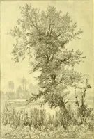 An illustration from Flore pittoresque de la France : anatomie, physiologie, classification, description des plantes indigènes et cultivées au point de vue de l'agriculture, de l'horticulture et de la sylviculture / publiée sous la direction de J. Rothschild. (1885)