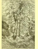An illustration from Flore pittoresque de la France : anatomie, physiologie, classification, description des plantes indigènes et cultivées au point de vue de l'agriculture, de l'horticulture et de la sylviculture / publiée sous la direction de J. Rothschild. (1885)