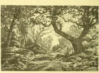 An illustration from Flore pittoresque de la France : anatomie, physiologie, classification, description des plantes indigènes et cultivées au point de vue de l'agriculture, de l'horticulture et de la sylviculture / publiée sous la direction de J. Rothschild. (1885)