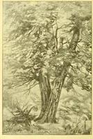 An illustration from Flore pittoresque de la France : anatomie, physiologie, classification, description des plantes indigènes et cultivées au point de vue de l'agriculture, de l'horticulture et de la sylviculture / publiée sous la direction de J. Rothschild. (1885)
