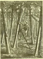 An illustration from Flore pittoresque de la France : anatomie, physiologie, classification, description des plantes indigènes et cultivées au point de vue de l'agriculture, de l'horticulture et de la sylviculture / publiée sous la direction de J. Rothschild. (1885)
