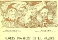 An illustration from Flore pittoresque de la France : anatomie, physiologie, classification, description des plantes indigènes et cultivées au point de vue de l'agriculture, de l'horticulture et de la sylviculture / publiée sous la direction de J. Rothschild. (1885)