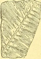 An illustration from Flore pittoresque de la France : anatomie, physiologie, classification, description des plantes indigènes et cultivées au point de vue de l'agriculture, de l'horticulture et de la sylviculture / publiée sous la direction de J. Rothschild. (1885)