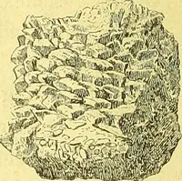An illustration from Flore pittoresque de la France : anatomie, physiologie, classification, description des plantes indigènes et cultivées au point de vue de l'agriculture, de l'horticulture et de la sylviculture / publiée sous la direction de J. Rothschild. (1885)