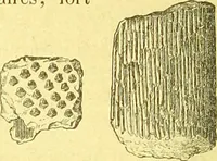 An illustration from Flore pittoresque de la France : anatomie, physiologie, classification, description des plantes indigènes et cultivées au point de vue de l'agriculture, de l'horticulture et de la sylviculture / publiée sous la direction de J. Rothschild. (1885)