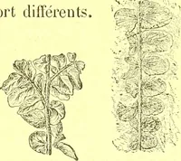 An illustration from Flore pittoresque de la France : anatomie, physiologie, classification, description des plantes indigènes et cultivées au point de vue de l'agriculture, de l'horticulture et de la sylviculture / publiée sous la direction de J. Rothschild. (1885)