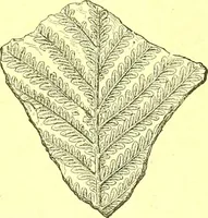 An illustration from Flore pittoresque de la France : anatomie, physiologie, classification, description des plantes indigènes et cultivées au point de vue de l'agriculture, de l'horticulture et de la sylviculture / publiée sous la direction de J. Rothschild. (1885)