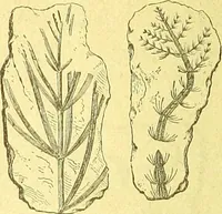 An illustration from Flore pittoresque de la France : anatomie, physiologie, classification, description des plantes indigènes et cultivées au point de vue de l'agriculture, de l'horticulture et de la sylviculture / publiée sous la direction de J. Rothschild. (1885)