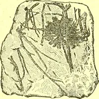 An illustration from Flore pittoresque de la France : anatomie, physiologie, classification, description des plantes indigènes et cultivées au point de vue de l'agriculture, de l'horticulture et de la sylviculture / publiée sous la direction de J. Rothschild. (1885)