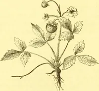An illustration from Flore pittoresque de la France : anatomie, physiologie, classification, description des plantes indigènes et cultivées au point de vue de l'agriculture, de l'horticulture et de la sylviculture / publiée sous la direction de J. Rothschild. (1885)