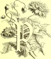 An illustration from Flore pittoresque de la France : anatomie, physiologie, classification, description des plantes indigènes et cultivées au point de vue de l'agriculture, de l'horticulture et de la sylviculture / publiée sous la direction de J. Rothschild. (1885)