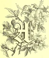 Picture 76 of 757 from Flore pittoresque de la France : anatomie, physiologie, classification, description des plantes indigènes et cultivées au point de vue de l'agriculture, de l'horticulture et de la sylviculture / publiée sous la direction de J. Rothschild. (1885), leaf 73