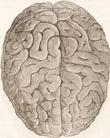 Picture 7 of 44 from Familiar lessons on physiology and phrenology : for children and youth in two volumes / by L.N. Fowler. (1860), leaf 118