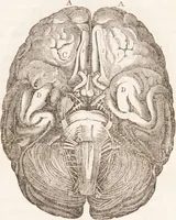 Picture 8 of 44 from Familiar lessons on physiology and phrenology : for children and youth in two volumes / by L.N. Fowler. (1860), leaf 119