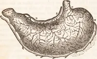 Picture 1 of 44 from Familiar lessons on physiology and phrenology : for children and youth in two volumes / by L.N. Fowler. (1860), leaf 22