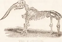 Picture 2 of 44 from Familiar lessons on physiology and phrenology : for children and youth in two volumes / by L.N. Fowler. (1860), leaf 34