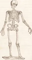 Picture 3 of 44 from Familiar lessons on physiology and phrenology : for children and youth in two volumes / by L.N. Fowler. (1860), leaf 35