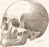 Picture 4 of 44 from Familiar lessons on physiology and phrenology : for children and youth in two volumes / by L.N. Fowler. (1860), leaf 37