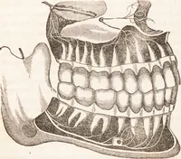 Picture 5 of 44 from Familiar lessons on physiology and phrenology : for children and youth in two volumes / by L.N. Fowler. (1860), leaf 40