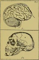 Picture 2 of 64 from The modern self-instructor in phrenology, physiology & physiognomy, or, The people's hand-book of human nature : containing a view of the moral and theological bearing of the science of phrenology / by Gustavus Cohen. (1889), leaf 33