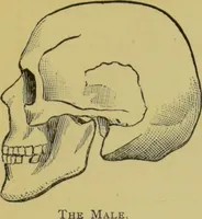 An illustration from The modern self-instructor in phrenology, physiology & physiognomy, or, The people's hand-book of human nature : containing a view of the moral and theological bearing of the science of phrenology / by Gustavus Cohen. (1889)