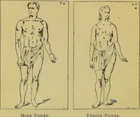 An illustration from The modern self-instructor in phrenology, physiology & physiognomy, or, The people's hand-book of human nature : containing a view of the moral and theological bearing of the science of phrenology / by Gustavus Cohen. (1889)