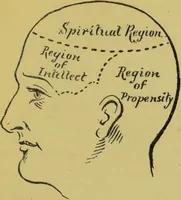 An illustration from The modern self-instructor in phrenology, physiology & physiognomy, or, The people's hand-book of human nature : containing a view of the moral and theological bearing of the science of phrenology / by Gustavus Cohen. (1889)