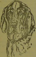 An illustration from New self-instructor guide to health and illustrated chart of phrenological and physiological development, with delineation of the character of M... / given by Albert J. Wildy. (1890)