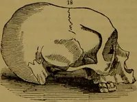 An illustration from Fowler's New illustrated self-instructor in phrenology and physiology : with over one hundred engravings, together with the chart and character of ... as marked by ... / by Lorenzo N. Fowler. (1891)
