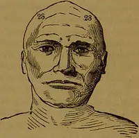 An illustration from Fowler's New illustrated self-instructor in phrenology and physiology : with over one hundred engravings, together with the chart and character of ... as marked by ... / by Lorenzo N. Fowler. (1891)
