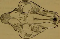 Picture 19 of 51 from Fowler's New illustrated self-instructor in phrenology and physiology : with over one hundred engravings, together with the chart and character of ... as marked by ... / by Lorenzo N. Fowler. (1891), leaf 71
