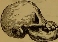 An illustration from Fowler's New illustrated self-instructor in phrenology and physiology : with over one hundred engravings, together with the chart and character of ... as marked by ... / by Lorenzo N. Fowler. (1891)