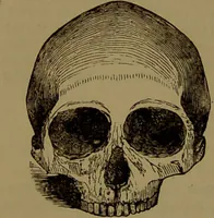 An illustration from Fowler's New illustrated self-instructor in phrenology and physiology : with over one hundred engravings, together with the chart and character of ... as marked by ... / by Lorenzo N. Fowler. (1893)