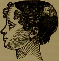 An illustration from Fowler's New illustrated self-instructor in phrenology and physiology : with over one hundred engravings, together with the chart and character of ... as marked by ... / by Lorenzo N. Fowler. (1893)