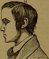 An illustration from Fowler's New illustrated self-instructor in phrenology and physiology : with over one hundred engravings, together with the chart and character of ... as marked by ... / by Lorenzo N. Fowler. (1893)