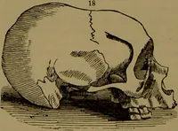 An illustration from Fowler's New illustrated self-instructor in phrenology and physiology : with over one hundred engravings, together with the chart and character of ... as marked by ... / by Lorenzo N. Fowler. (1893)