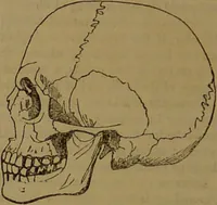 An illustration from Fowler's New illustrated self-instructor in phrenology and physiology : with over one hundred engravings, together with the chart and character of ... as marked by ... / by Lorenzo N. Fowler. (1893)