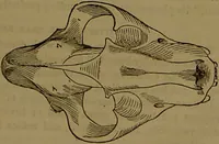 Picture 19 of 64 from Fowler's New illustrated self-instructor in phrenology and physiology : with over one hundred engravings, together with the chart and character of ... as marked by ... / by Lorenzo N. Fowler. (1893), leaf 71
