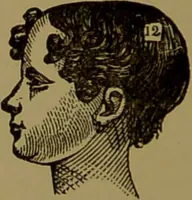 An illustration from Fowler's New illustrated self-instructor in phrenology and physiology : with over one hundred engravings, together with the chart and character of ... as marked by ... / by Lorenzo N. Fowler. (1895)
